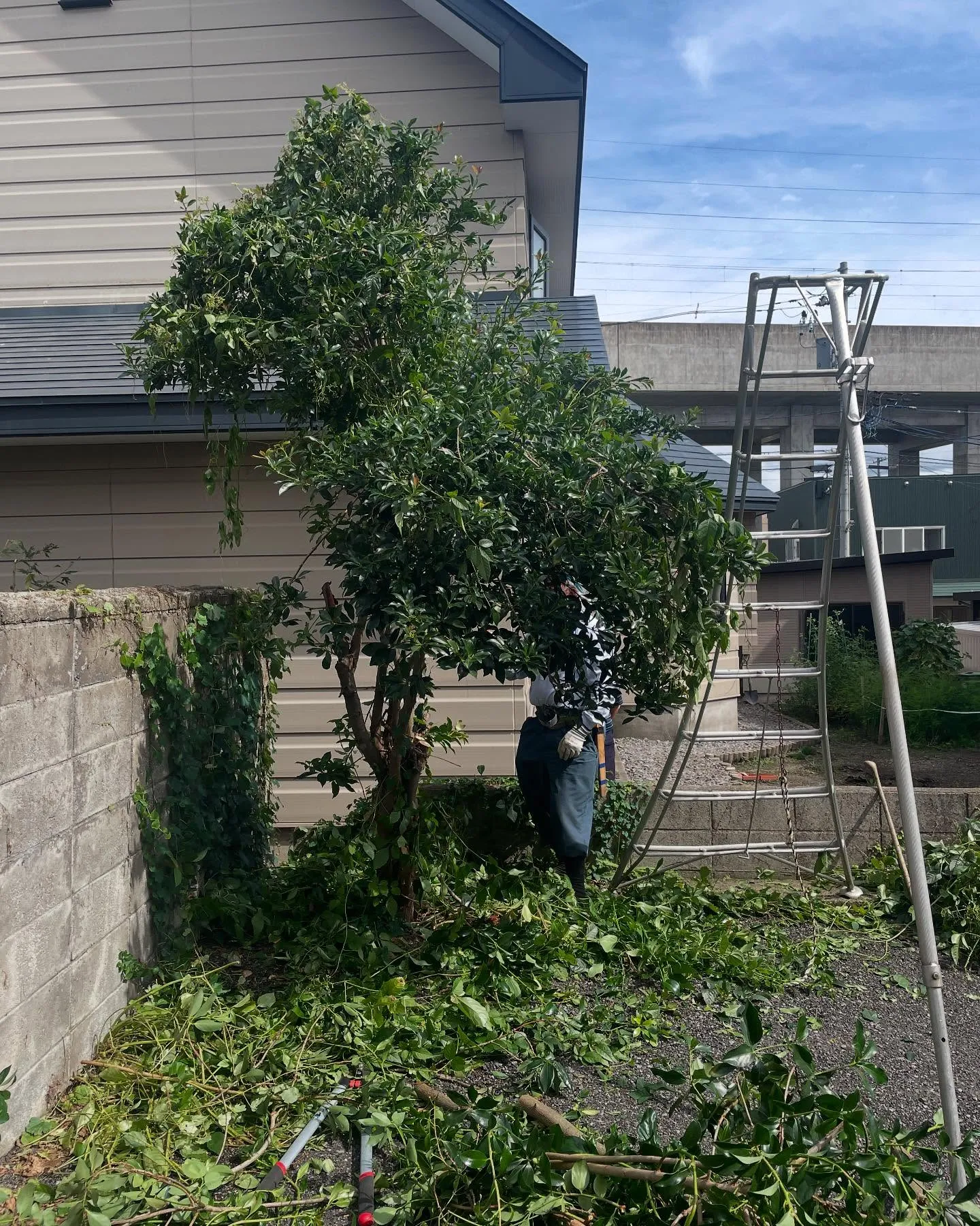 スズメバチの対策は！