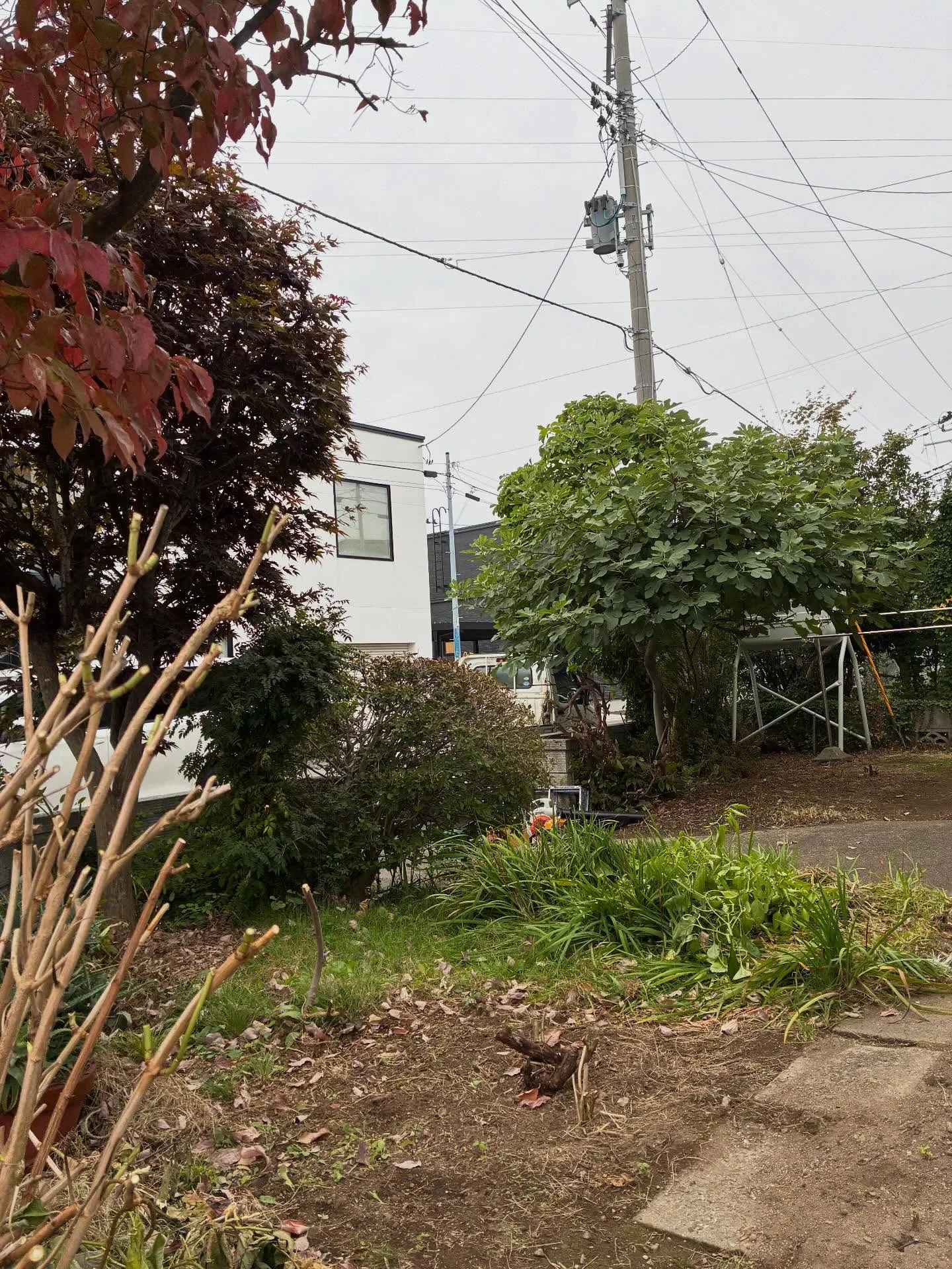 庭木の伐採は！