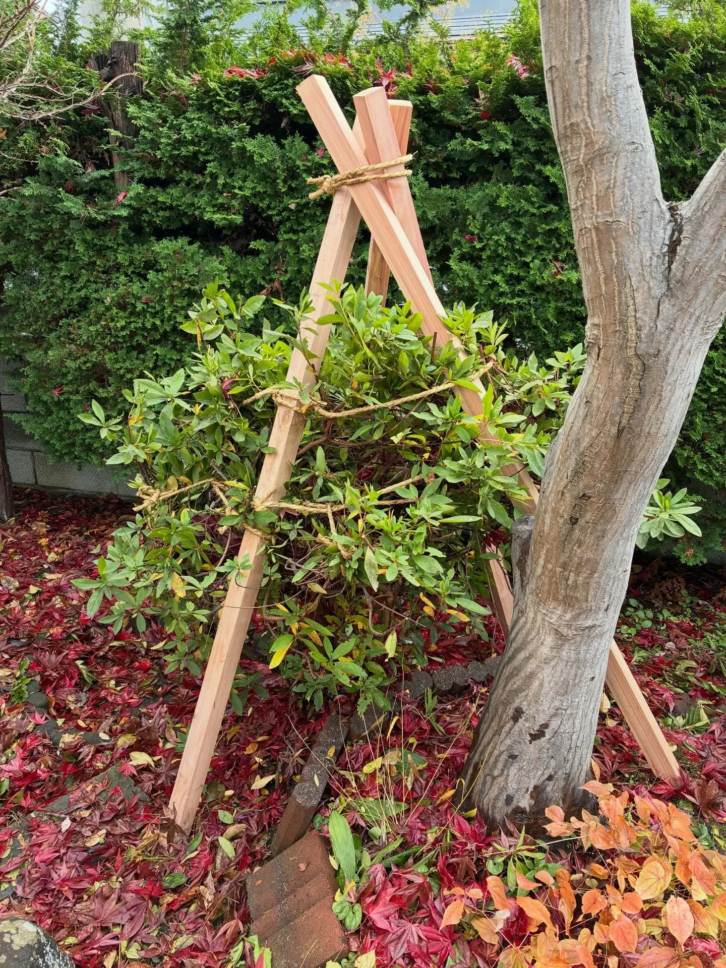 庭木の雪囲いは！