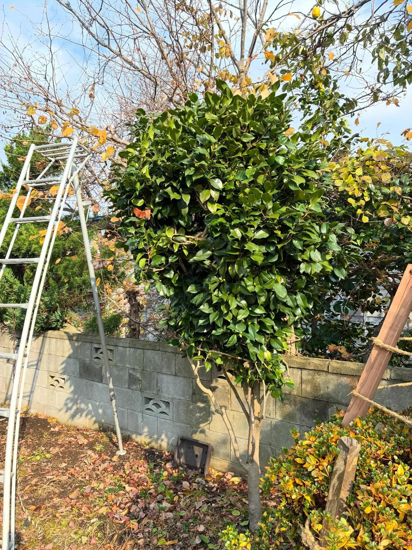 庭木の雪囲いは！