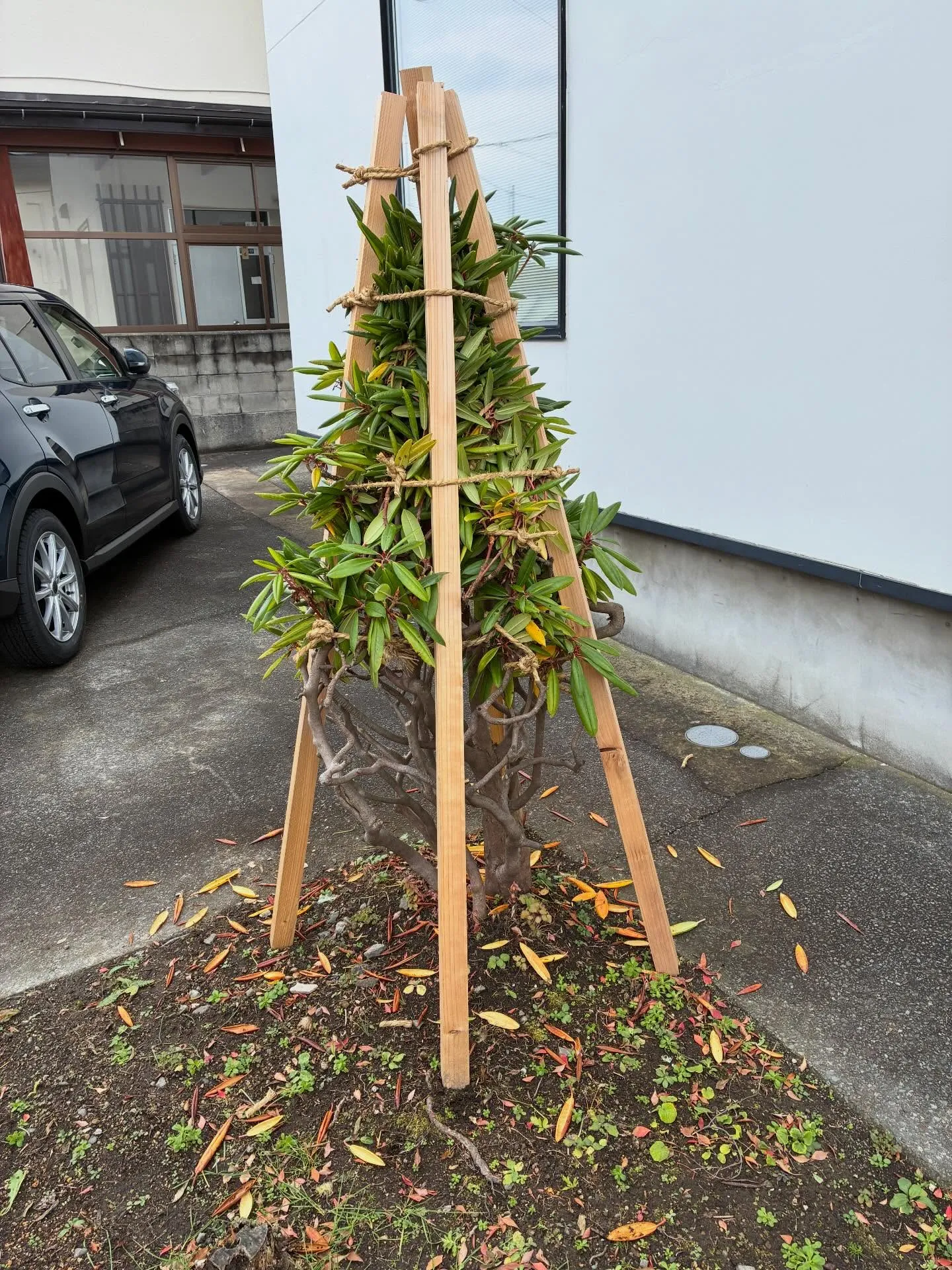 庭木の雪囲いは！