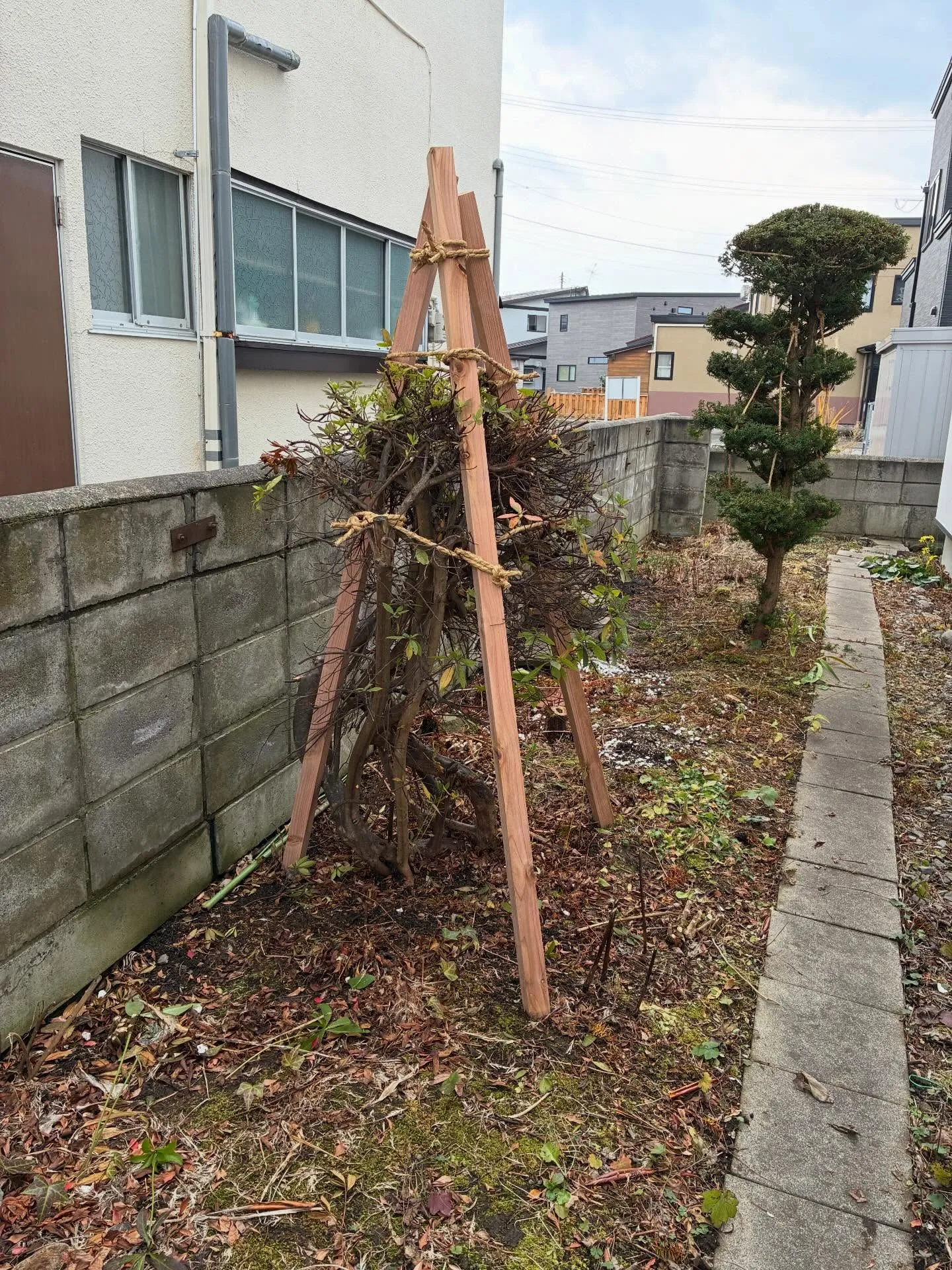 庭木の雪囲いは！