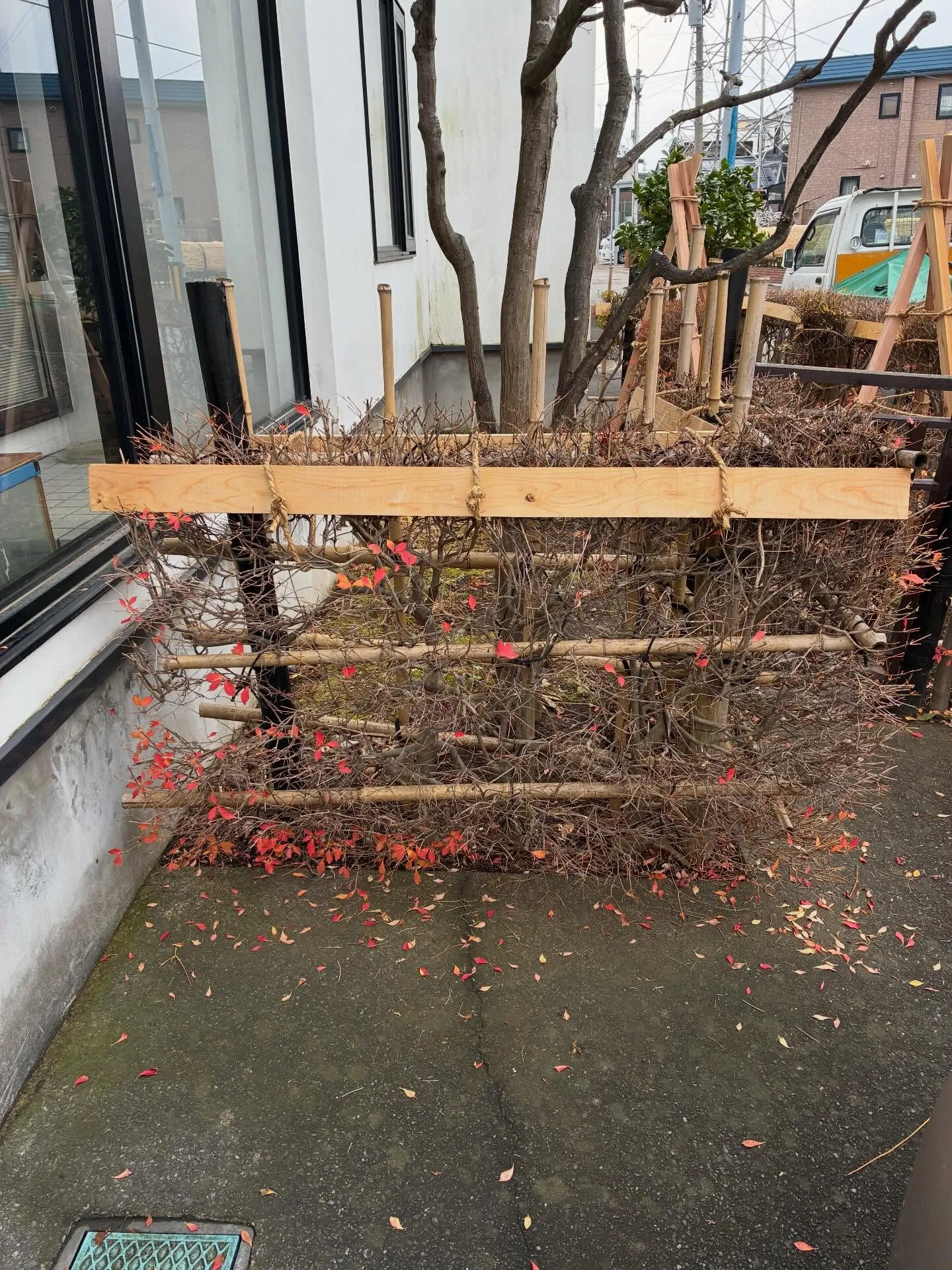 庭木の雪囲いは！