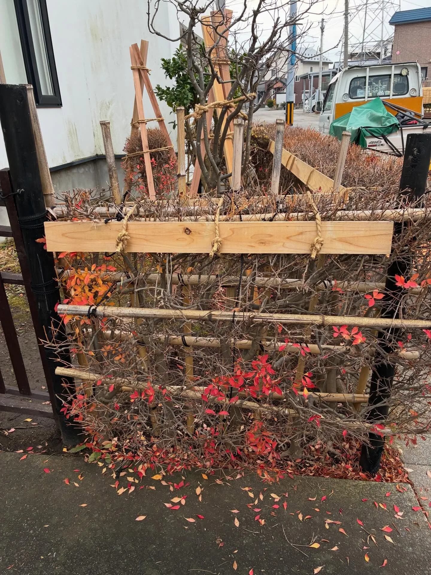 庭木の雪囲いは！