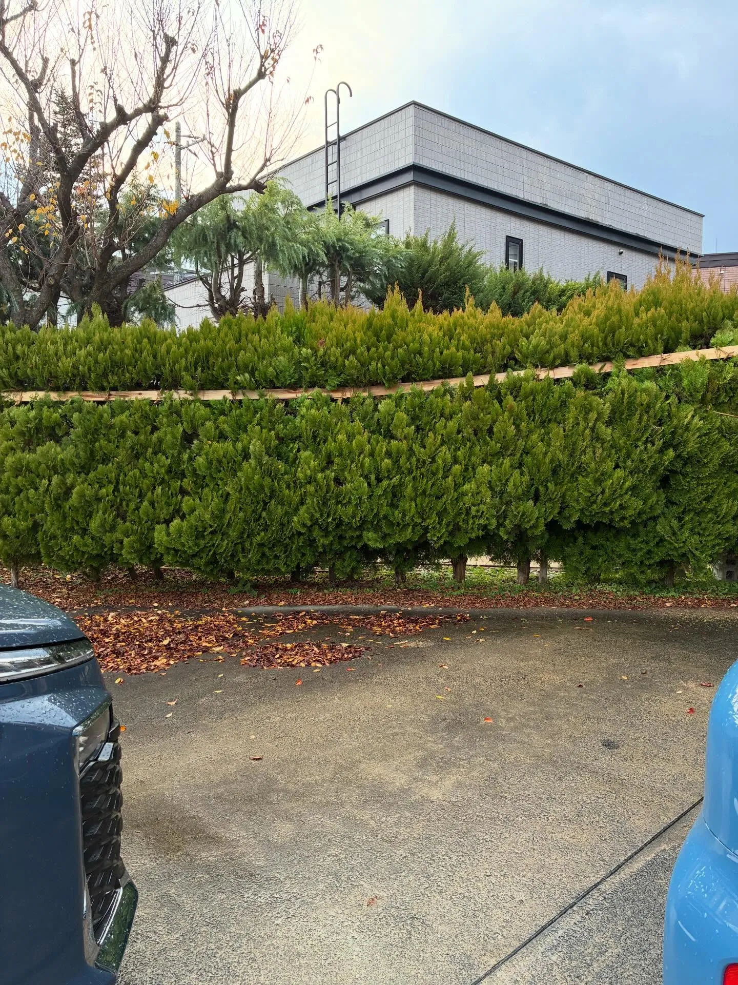 庭木の雪囲いは！