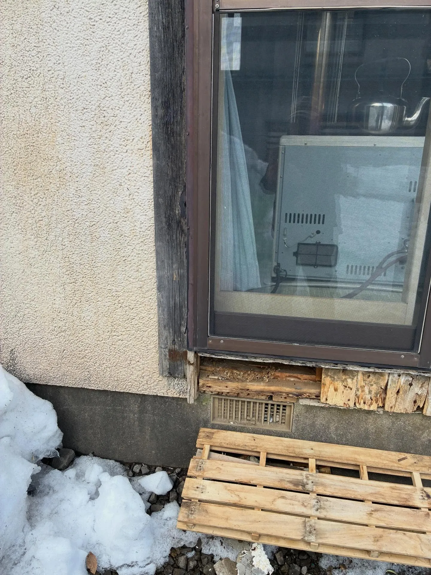 雪囲いが外れたら！